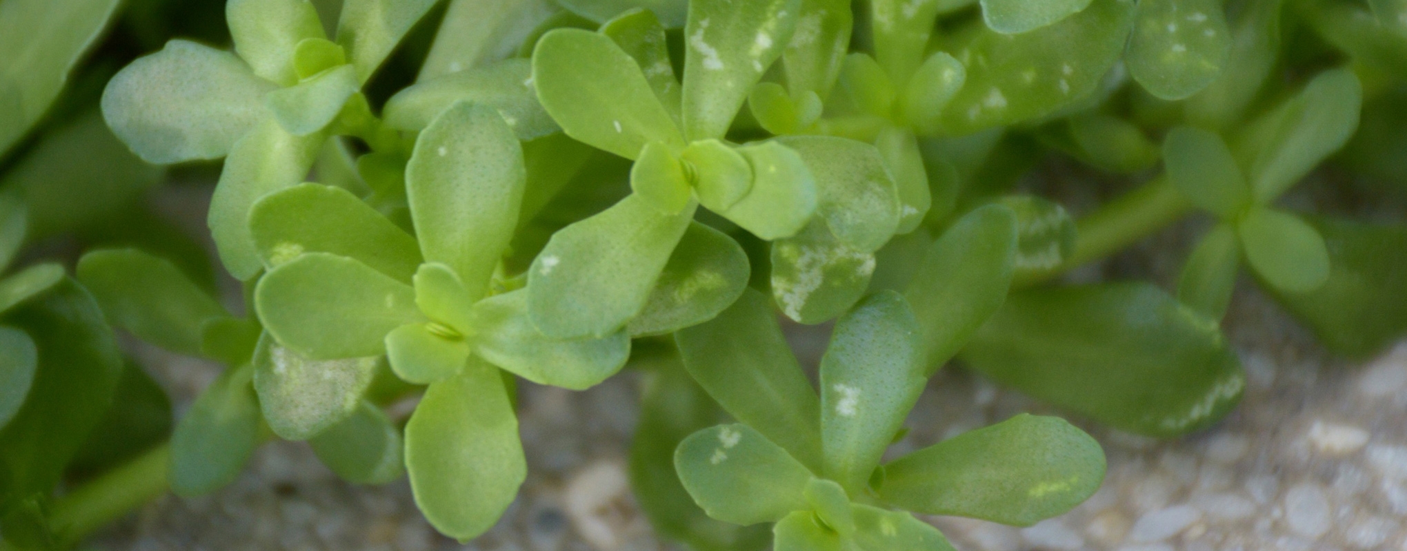Which Bacopa Extract should you be using?