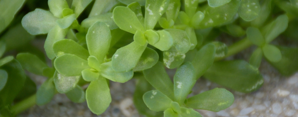Which Bacopa Extract should you be using?