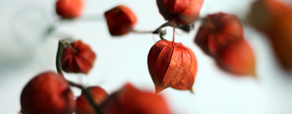 Why Ashwagandha can be Toxic: A Guide