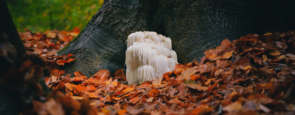 The Benefits of Lion’s Mane Mushroom Extract